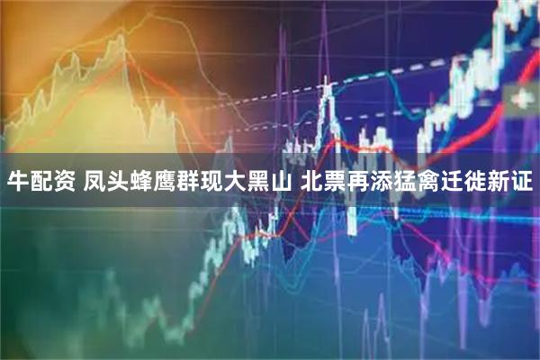 牛配资 凤头蜂鹰群现大黑山 北票再添猛禽迁徙新证
