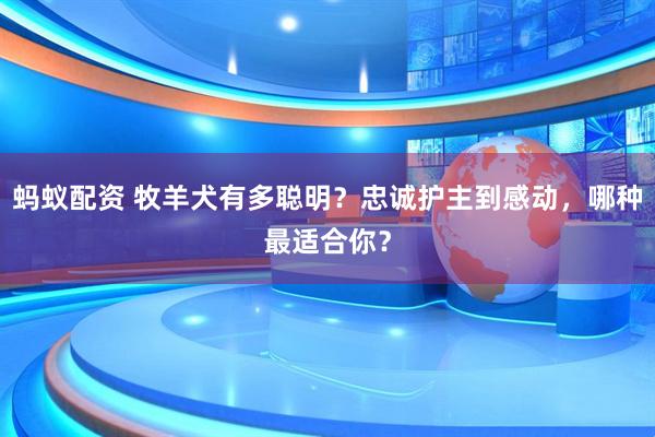 蚂蚁配资 牧羊犬有多聪明？忠诚护主到感动，哪种最适合你？